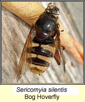 Sericomyia silentis, Marsh Hoverfly