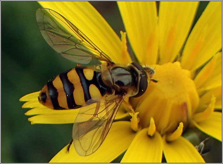 Eupeodes latifasciatus