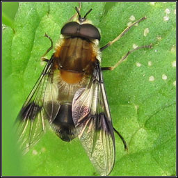 Leucozona lucorum