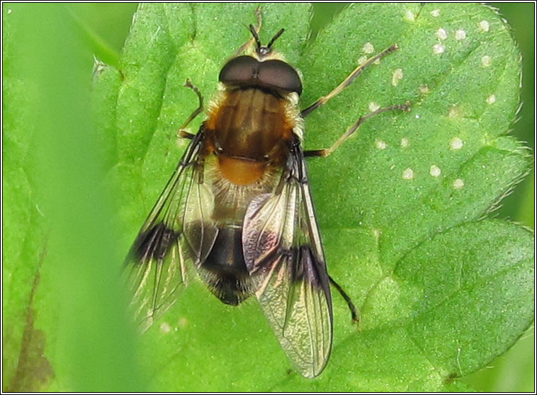 Leucozona lucorum