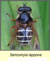 Sericomyia lappona