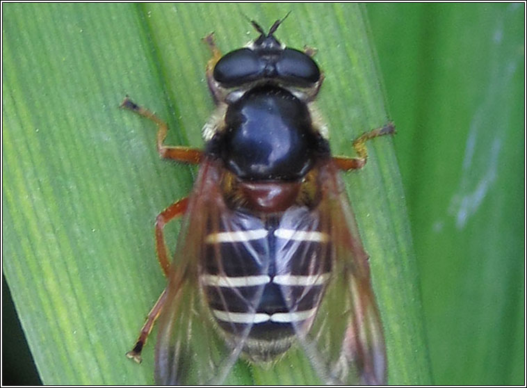 Sericomyia lappona