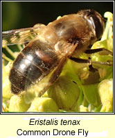 Eristalis tenax, Common Drone Fly