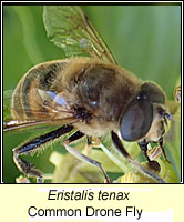 Eristalis tenax, Common Drone Fly