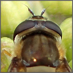 Syrphus torvus