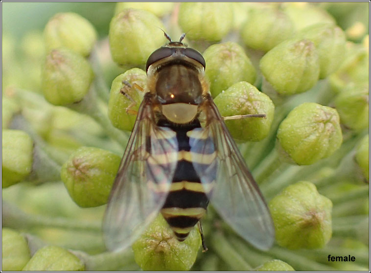 Syrphus torvus