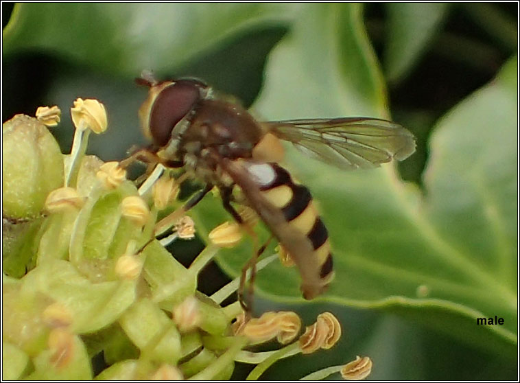 Syrphus torvus