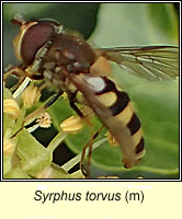 Syrphus torvus