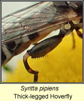 Syritta pipiens, Thick-legged Hoverfly