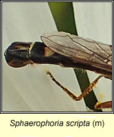 Sphaerophoria scripta