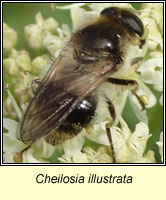 Cheilosia illustrata