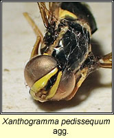 Xanthogramma pedissequum agg