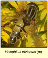 Helophilus trivittatus