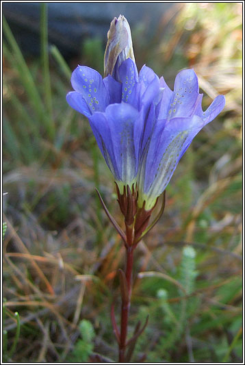 Marsh Gentian, Gentiana pneumonanthe