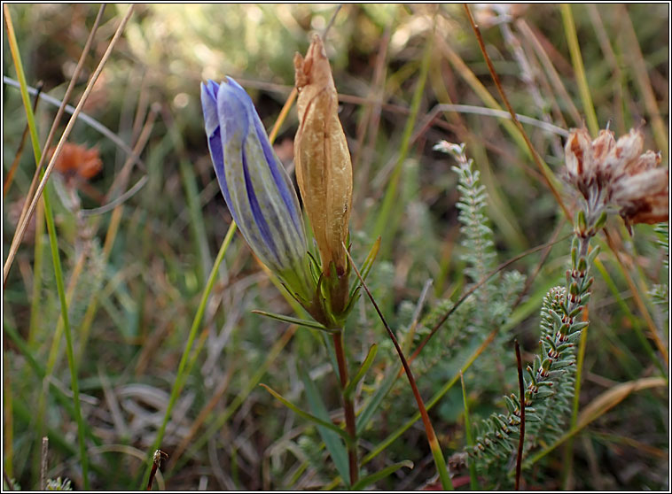 Marsh Gentian, Gentiana pneumonanthe