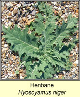 Henbane, Hyoscyamus niger