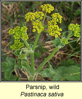 Parsnip, Wild, Pastinaca sativa