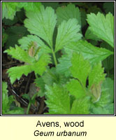 Wood Avens, Geum urbanum