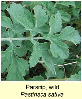 Parsnip, Wild, Pastinaca sativa