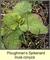 Ploughmans Spikenard, Inula conyzae