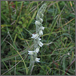 Autumn Ladys-tresses, Spiranthes spiralis