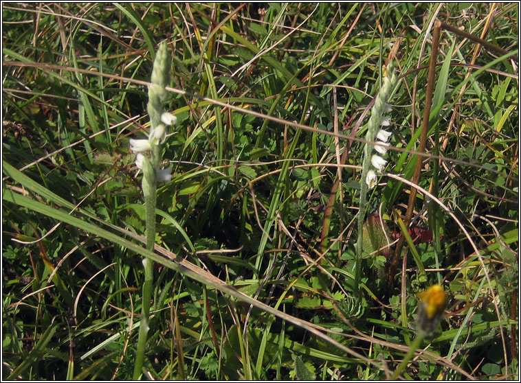 Autumn Ladys-tresses, Spiranthes spiralis