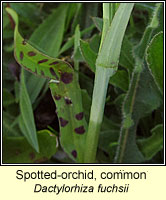 Spotted-orchid, common, Dactylorhiza fuchsii