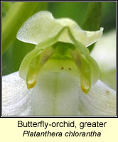 Butterfly-orchid, greater, Platanthera chlorantha