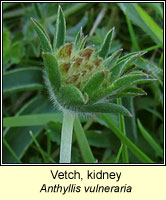 Vetch, kidney, Anthyllis vulneraria