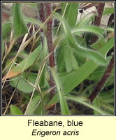 Fleabane, blue, Erigeron acris