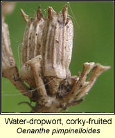 Water-dropwort, corky-fruited, Oenanthe pimpinelloides