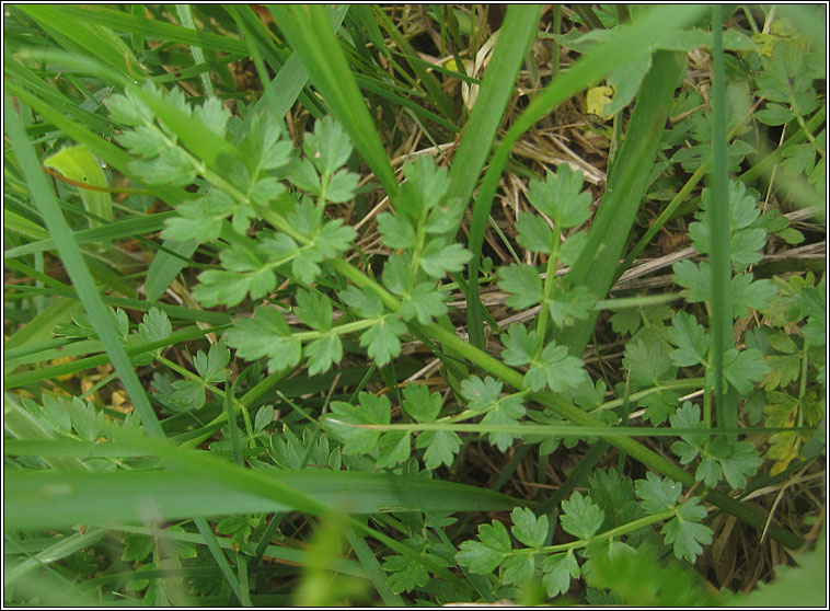 Corky-fruited Water-dropwort, Oenanthe pimpinelloides