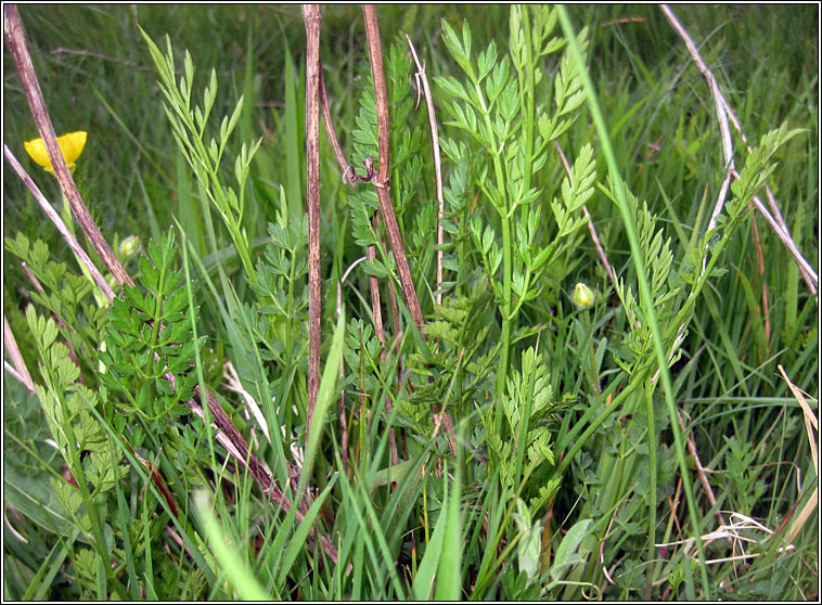 Corky-fruited Water-dropwort, Oenanthe pimpinelloides