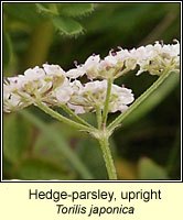 Hedge-parsley, upright, Torilis japonica