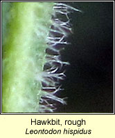 Hawkbit, rough, Leontodon hispidus