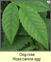 rose, Dog-rose, Rosa canina agg