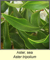 Aster, sea, Aster tripolium