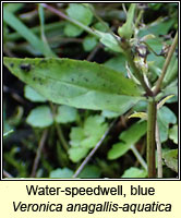 Water-speedwell, blue, Veronica anagallis-aquatica