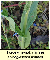 Forget-me-not, chinese, Cynoglossum amabile