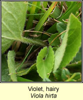 Violet, Hairy, Viola hirta