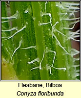 Fleabane, Bilboa, Conyza floribunda