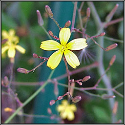 Wall Lettuce, Mycelis muralis