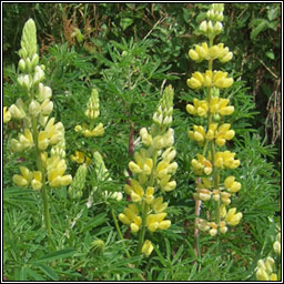 Tree Lupin, Lupinus arboreus