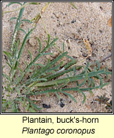 Plantain, bucks-horn, Plantago coronopus