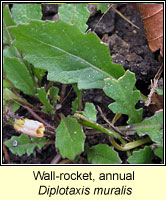 Wall-rocket, Annual, Diplotaxis muralis