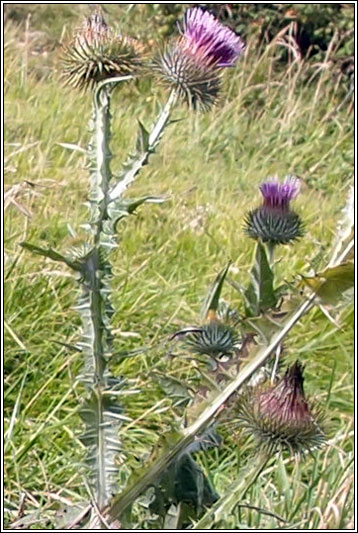 Cotton Thistle, Onopordum acanthium