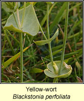 Yellow-wort, Blackstonia perfoliata