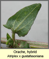 Orache, hybrid, Atriplex x gustafssoniana