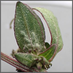 Atriplex x gustafssoniana (Atriplex prostrata x longipes)