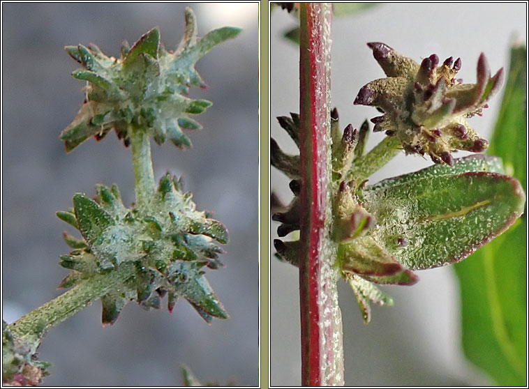 Atriplex x gustafssoniana (Atriplex prostrata x longipes)